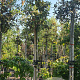 Quercus ilex 200 cm stam container 8-10