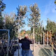 Quercus ilex 200 cm stam container 10-12 lei 150x120