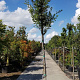 Quercus ilex 200 cm stam container 12-14