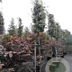 Quercus ilex 200 cm stam container 14-16 hoge lei
