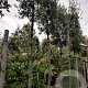 Quercus ilex 200 cm stam container 14-16 hoge lei