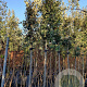 Quercus ilex 200 cm stam container 16-18 leiboom