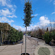 Quercus ilex 200 cm stam container 16-18 leiboom