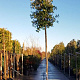 Quercus ilex 200 cm stam container 18-20