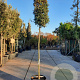 Quercus ilex 200 cm stam container 18-20