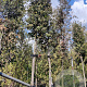 Quercus ilex 200 cm stam container 18-20 leiboom