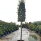 Quercus ilex 200 cm stam container 20-25 leiboom