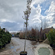 Quercus ilex 8-10 HO 35L