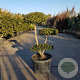 Quercus suber 100-125 cm container
