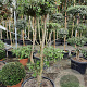 Quercus suber 100-125 cm container
