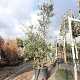 Quercus suber 200-250 cm cont. 90L meerstammig