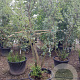 Quercus suber 250-300 cm container meerstammig