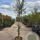 Quercus suber 250-300 cm container struikopstam