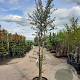 Quercus suber 250-300 cm container struikopstam