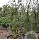 Quercus suber 250-300 cm container struik