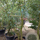 Quercus suber 250-300 cm container struik