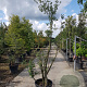 Quercus suber 250-300 cm container struik