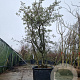 Quercus suber 250-300 cm cont. 230L meerstammig