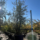 Quercus suber 300-350 cm cont. 150L meerstammig