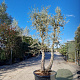 Quercus suber 300-350 cm cont. 500L solitair