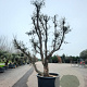 Quercus suber 350-400 cm container meerstammig extra