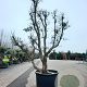 Quercus suber 350-400 cm container meerstammig extra