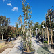 Quercus suber 350-400 cm cont. 230L meerstammig