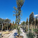 Quercus suber 400-450 cm cont. 200L meerstammig