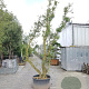 Quercus suber 450-500 cm cont. 230L meerstammig