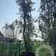 Quercus suber 550-600 cm container meerstammig
