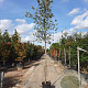 Quercus suber 180 cm stam container 10-12 hoge lei