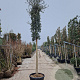 Quercus suber 180 cm stam container 20-25