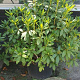 Rhododendron 'Cunningham's White' 100-120 cm container