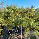 Rhus typhina 'Dissecta' 175-200 cm 35L