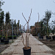 Rhus typhina 'Dissecta' 175-200 cm 35L