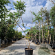 Rhus typhina 'Dissecta' 200-250 cm 35L