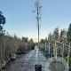 Robinia ps. 'Frisia' 200 cm stam container 14-16 hoge lei