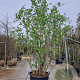 Sambucus nigra 250-300 cm cont. 160L meerstammig