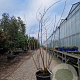 Sambucus nigra Black Beauty 250-300 cm container struikopstam