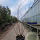 Sambucus nigra Black Beauty 250-300 cm container struikopstam