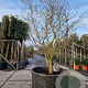 Stewartia pseudocamellia 250-300 cm container meerstammig