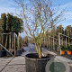Stewartia pseudocamellia 250-300 cm container meerstammig