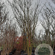 Styphnolobium japonicum 350-400 cm container meerstammig