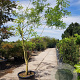 Styphnolobium japonicum 350-400 cm container meerstammig