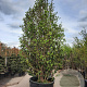 Sycoparrotia semidecidua 450-500 cm container