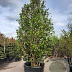 Sycoparrotia semidecidua 450-500 cm container