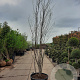 Tamarix africana 300-350 cm container meerstammig