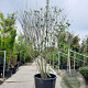 Tetradium daniellii 300-350 cm container meerstammig struik