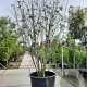 Tetradium daniellii 300-350 cm container meerstammig struik