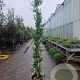 Trachelospermum jasminoides 250-300 cm 18L